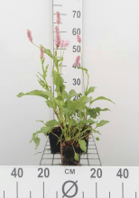 Planten Persicaria bistorta 'Superba'   pot 9x9 cm  