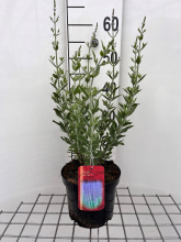 Planten Perovskia atriplicifolia 'Little Spire'   pot   30 40 cm (Russische salie)  