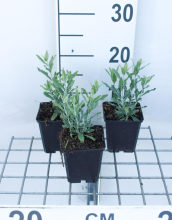 Planten Perovskia atriplicifolia 'Little Spire'   pot 9x9 cm (Russische salie)  