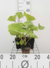 Planten Petasites hybridus   pot 9x9 cm  
