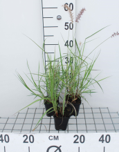 Planten Pennisetum 'Karley Rose'   pot 9x9 cm  
