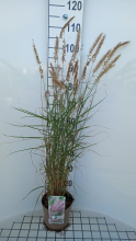 Planten Pennisetum 'Karley Rose'   pot 3L  