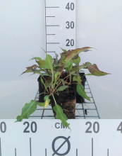 Planten Persicaria amplexicaulis 'Dark Red'   pot 9x9 cm