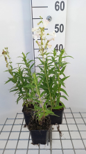 Planten Penstemon 'White Bedder'   pot 9x9 cm  
