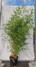 Planten Phyllostachys aureosulcata 'Aureocaulis'   pot 10L   125 150 cm
