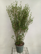 Planten Phillyrea angustifolia   pot 10L   80 100 cm