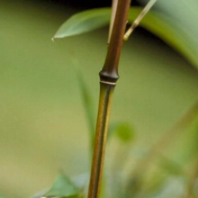 Planten Phyllostachys aureosulcata 'Spectabilis'   pot 10L   125 150 cm