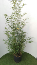 Planten Phyllostachys aurea   pot 10L   125 150 cm
