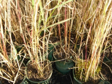 Planten Phragmites australis   biopot diameter 7 cm  