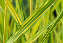 Planten Phragmites australis 'Variegatus'   pot 9x9 cm