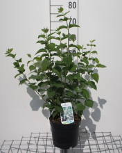 Planten Philadelphus 'Bouquet Blanc'   pot   50 60 cm