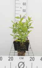 Planten Phlox 'Bright Eyes'   pot 9x9 cm  