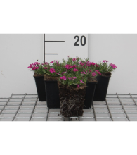 Planten Phlox 'Crackerjack'   pot 9x9 cm  