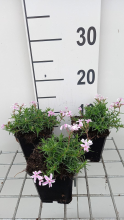 Planten Phlox 'Tamaongalei'   pot 9x9 cm