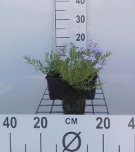 Planten Phlox 'Emerald Cushion Blue'   pot 9x9 cm  