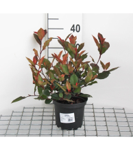 Planten Photinia x fraseri 'Little Red Robin'   pot   25 30 cm