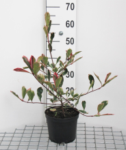 Planten Photinia x fraseri 'Cassini' (Pink Marble)   pot   40 60 cm