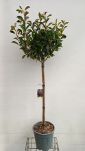 Planten Photinia x fraseri 'Red Robin'   pot 15L   halfstam boom
