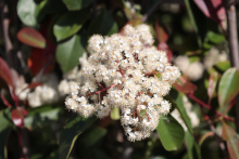 Planten Photinia x fraseri 'Red Robin'   pot 30L   halfstam boom