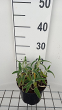 Planten Phlomis fruticosa   pot 9x9 cm