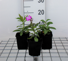 Planten Phlox 'Laura'   pot 9x9 cm