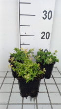 Planten Phlox (s) 'Maischnee' (= 'snow queen')   pot 9x9 cm  