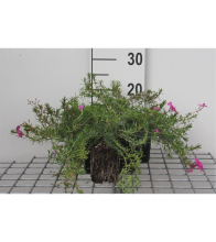 Planten Phlox 'McDaniel's Cushion'   pot 9x9 cm  