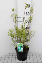 Planten Philadelphus 'Manteau d'Hermine'   pot   40 50 cm  