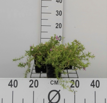 Planten Phlox 'Moerheimii'   pot 9x9 cm