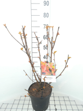 Planten Physocarpus opulifolius 'Jefam' (Amber Jubilee)   pot 3L   40 60 cm  
