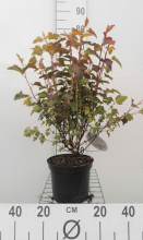 Planten Physocarpus opulifolius 'Mindia' (Diable d'Or)   pot   40 60 cm