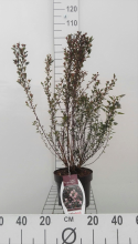 Planten Physocarpus opulifolius 'Donna May' (Little Devil)   pot 3L   40 50 cm