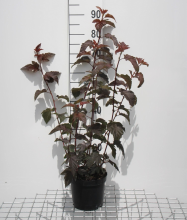 Planten Physocarpus opulifolius 'Tuilad' (Lady in Red)   pot   40 60 cm