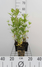Planten Phlox 'Rijnstroom'   pot 9x9 cm