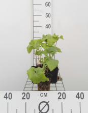 Planten Phlomis tuberosa   pot 9x9 cm  