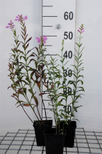 Planten Physostegia virginiana 'Bouquet Rose'   pot 9x9 cm