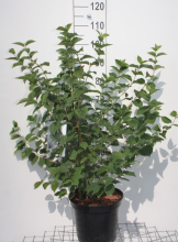 Planten Philadelphus 'Virginal'   pot 10L   80 100 cm