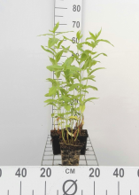 Planten Phlox 'White Admiral'   pot 9x9 cm