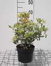 Planten Pieris 'Flaming Silver'   pot 2L   20 30 cm
