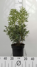 Planten Pieris 'Flaming Silver'   pot 5L   30 40 cm