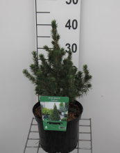 Planten Picea glauca 'Conica'   pot   30 40 cm  