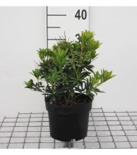Planten Pieris japonica 'Debutante'   pot 2L   20 30 cm