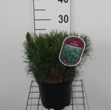 Planten Pinus mugo subsp. Mugo   pot   20 30 cm