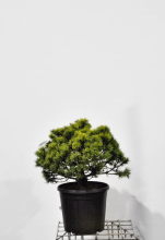 Planten Pinus mugo subsp. Mugo   pot 15L   40 50 cm