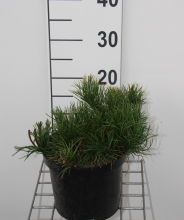 Planten Pinus mugo var. Pumilio   pot   20 30 cm  