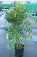Planten Pittosporum tobira   pot 18L   100 125 cm
