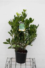 Planten Pittosporum tobira   pot 3L   40 50 cm  