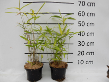Planten Pleioblastus auricomus   pot 2L