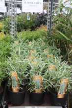 Planten Pleioblastus variegatus   pot 2L