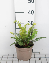 Planten Polystichum aculeatum   pot 2L  